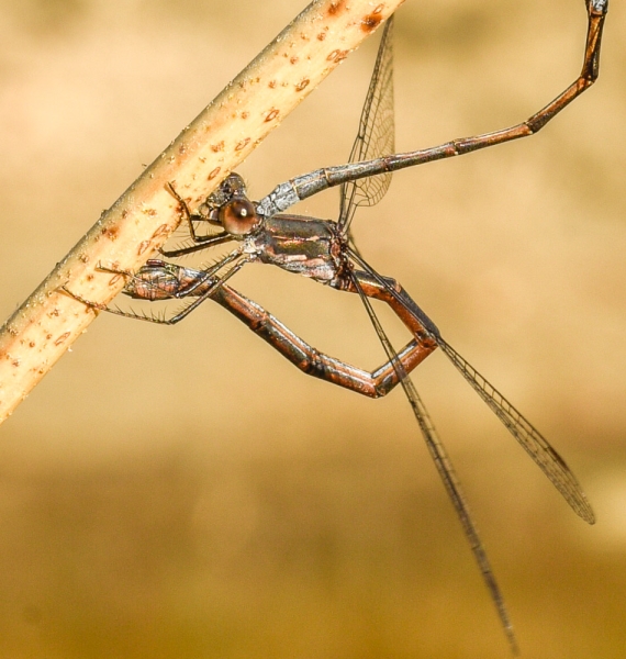Photo of Lestes congener by Bryan Kelly-McArthur